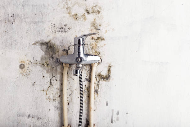 Best DIY Mold Remediation Support Services in East Vineland, NJ