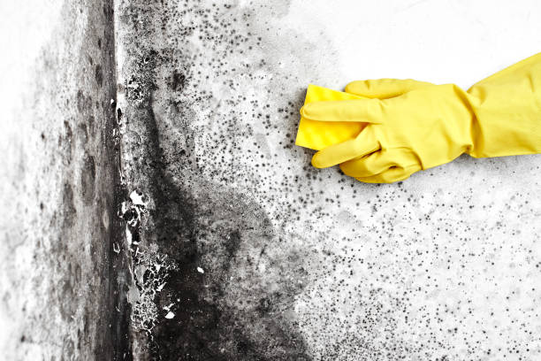 Best Basement Mold Remediation in East Vineland, NJ