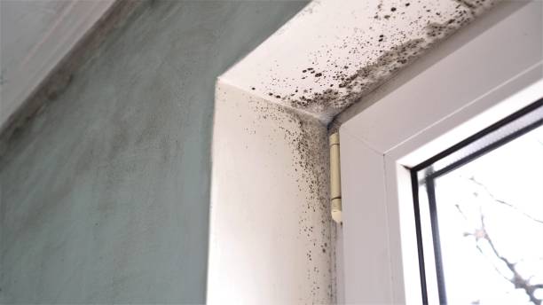 Best Industrial Mold Remediation in East Vineland, NJ