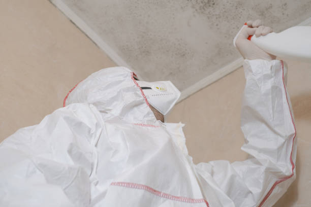 Reliable East Vineland, NJ Mold Remediation Solutions