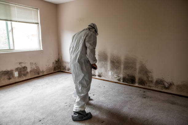 Best Emergency Mold Remediation in East Vineland, NJ