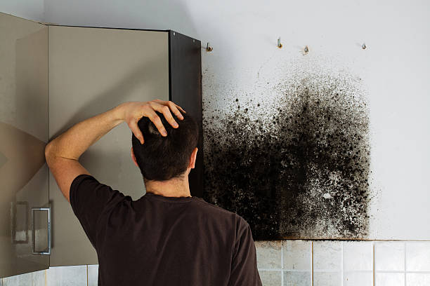 Best Commercial Mold Remediation in East Vineland, NJ
