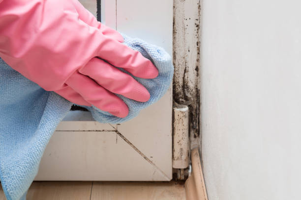 Best Post-Flood Mold Remediation in East Vineland, NJ