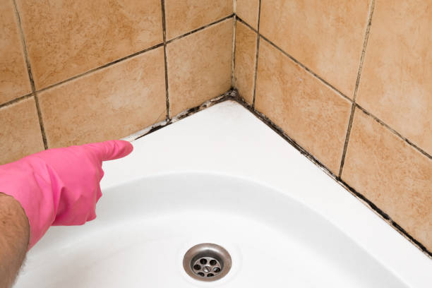 Best Commercial Mold Remediation in East Vineland, NJ